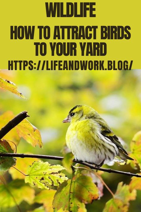 How To Attract Birds To Your Yard When To Plant Strawberries, Hanging Bird Feeders, Bird Care, Front Lawn, How To Attract Birds, Bird Seed, Sport Fishing, Bird Garden, Wild Birds