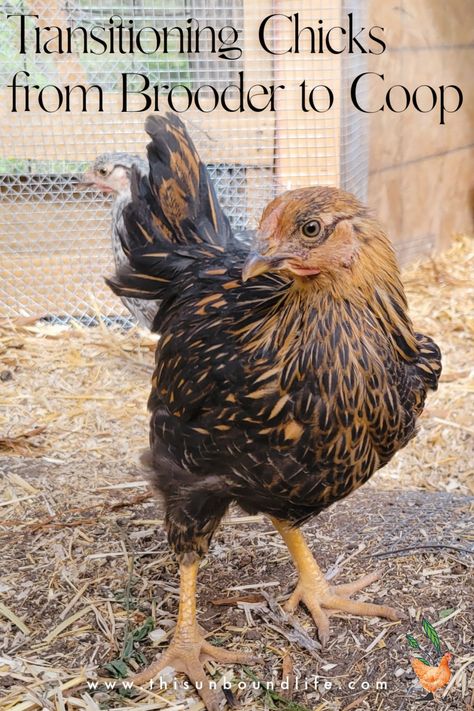 Transitioning Chicks from Brooder to Coop Brooder Box, Homestead Animals, Keeping Chickens, Botanical Beauty, Chicken Coop, Coop, The Whole, Chicken, Animals