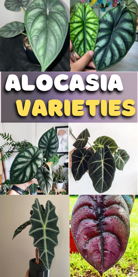 Alocasia Varieties Types Of Alocasia Plant, Alocasia Ninja, Alocasia Watsoniana, Alocasia Plant Varieties, Alocasia Sinuata, Colocasia Plant, Jewel Alocasia, Alocasia Varieties, Alocasia Baginda