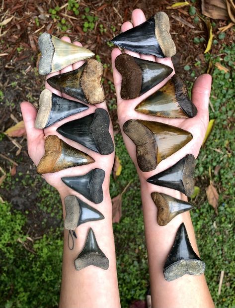 Some shark teeth from Florida! #fossils #fossil #shark #sharks #sharkteeth #river #nature #fossilhunt #explore #explorepage #nature #adventure #cool #photography Cool Fossils, Realistic Shark Tooth Tattoo, Shark Teeth Tattoo, Ocean Fossils, Shark Tooth Tattoo, Frilled Shark, Great White Shark Teeth, Florida Fossils, Florida Fossil Identification