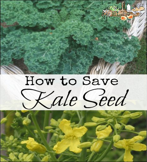 If you're new to saving seeds, kale seed is a good kind to start with. Easy to identify, harvest and store, kale seed is a sure garden friend. Grow your own Harvesting Kale, Fall Vegetables, Seed Saving, Super Food, Square Foot Gardening, Tomato Seeds, Growing Fruit, Hydroponic Gardening, Growing Herbs