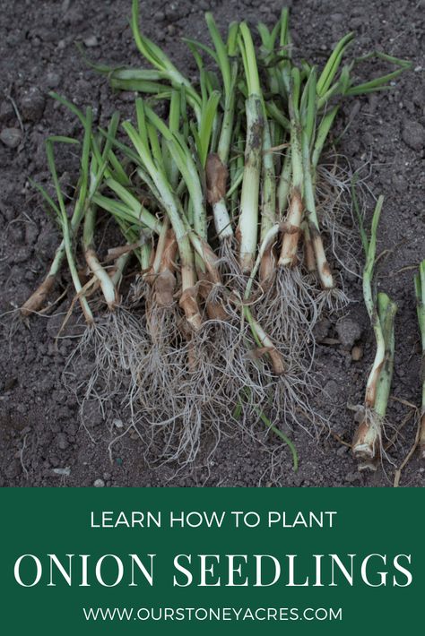 Planting Onions Using Seedlings - Our Stoney Acres Planting Onions Bulbs, Onion Seedlings, Storing Onions, Growing Onions, Onion Bulbs, Vegetable Garden Tips, Planting Guide, Planting Onions, Berry Plants