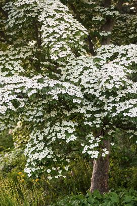 Dogwood Shrub, Cornus Kousa, Dogwood Tree, Biodiversity Conservation, Pollinator Plants, Dogwood Trees, Garden Makeover, Garden Types, Variegated Plants