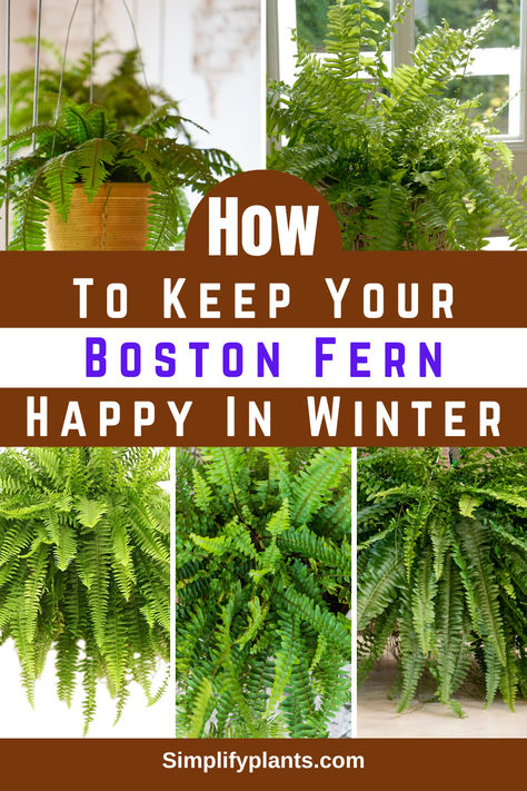 "Keep your Boston Fern happy this winter with essential care tips! Discover  the best practices for Boston Ferns care, including light, humidity, and  watering techniques. Whether you have potted ferns indoors or hanging  ferns, learn how to create the perfect fern garden in your home. Explore  types of indoor ferns, including evergreen ferns, and find inspiration for  indoor fern decor. Master the art of caring for ferns indoors and enhance  your space with beautiful house ferns." How To Bring Ferns Inside For Winter, How To Over Winter Ferns, How To Care For Ferns Indoors, Indoor Ferns Decor, Wintering Ferns, Overwintering Ferns, Caring For Ferns, Front Porch Ferns, House Ferns