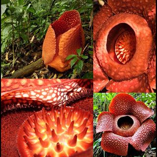 Rafflesia arnoldii - largest known flower Corpse Lily, Rafflesia Arnoldii, Corpse Flower, Endangered Plants, Weird Plants, Cute Cartoon Drawings, Big Flowers, Flower Bud, Natural Forms