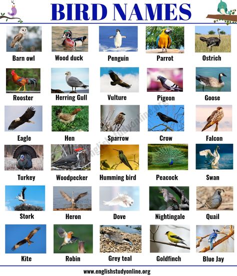 Bird Names: List of 35+ Popular Types of Birds with ESL Picture - English Study Online Type Of Birds, Birds Name List, Animals Name List, Birds Name, Bird Names, Different Types Of Birds, Fruits Name In English, Names Of Birds, Animals Name In English