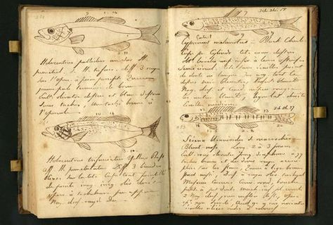 Lewis and Clark journal drawings | Lewis & Clark Journal Entries ... Journal Drawings, Field Journal, Science Notebooks, Homeschool Crafts, Journal Entry, Hand Drawn Map, Commonplace Book, Drawn Map, Field Notes