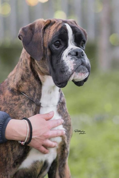 Love boxers Brindle Boxer Puppies, Douglas Dog, Boxer Dogs Brindle, Boxer Dogs Facts, Boxer Dog Breed, Boxer Dogs Funny, Brindle Boxer, Boxer And Baby, Dog Hotel