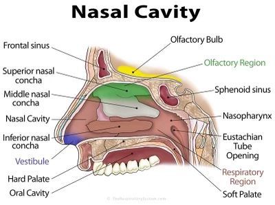 Nose Diagram, Anatomy Structure, Sinus Cavities, Soft Palate, Nasal Cavity, Medical Student Study, Chest Congestion, Medical School Studying, Nasal Passages