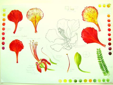 Botanical Sketches and Other Stories Gulmohar Flowers Drawing, Delonix Regia Drawing, Botanical Sketches, Delonix Regia, Royal Poinciana, Flaming Hot, Garden Drawing, Flower Outline, Botanical Drawings