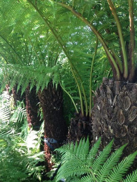 Dicksonia Antarctica, Full Shade Plants, Ferns Care, Architectural Plants, Tree Fern, Renewable Sources, Tree Canopy, Welcome To The Jungle, Bright Flowers