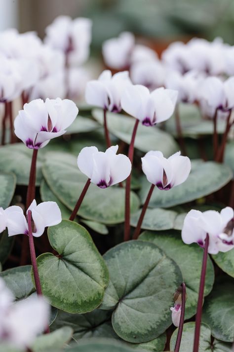 Cyclamen Care, Blog Art, Growing Tips, Pink And White Flowers, Winter Flowers, Deciduous Trees, Autumn Garden, Shade Garden, Container Plants