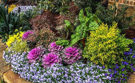 Pansies And Cabbage Flower Bed, North Texas Landscaping Front Yard, Winter Flower Beds Ideas Front Yards, North Texas Landscape Ideas, Winter Potted Plants, Winter Pansies, Texas Landscaping, Cabbage Flowers, Texas Winter