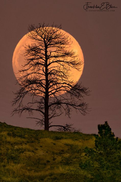 Lone Tree Moon Silhouette (May 2020, third/last supermoon of the year) I was fortunate to have worked them all. This month I only had one opportunity to work it against the landscape. I have 4 quality images from this month’s full moon which is about par for the course. Without a doubt this image is the best one I have obtained from this combination. This one is somewhat similar to others I’ve taken and I’ve shot this tree many times as it’s only a mil Beautiful Moon Images, Moon Madness, Tree Moon, Moon Silhouette, Mystic Moon, Flower Moon, Moon Images, Shoot The Moon, Sky Mountain