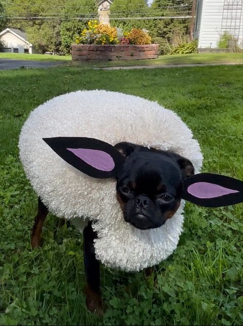 Handmade sheep costume Easy Sheep Costume, Black Sheep Costume Diy, Sheep Halloween Costume Women, Sheep Dog Costume, Simple Sheep Costume, Sheep Costume For Dog, Homemade Animal Costumes, Dog Ghost Costume, Diy Pet Costumes