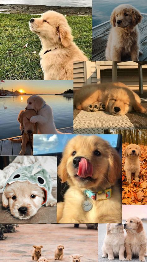 Dog Lockscreen, Golden Retriever Baby, Cute Puppy Wallpaper, Dog Commands, Cute Dog Photos, Cute Animals Puppies, Very Cute Dogs, Really Cute Dogs, Train Your Dog