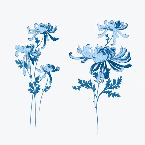 Psd blue chrysanthemums flower vintage illustration | free image by rawpixel.com / katie Chrysanthemums Flower, Blue Chrysanthemum, Indigo Pattern, Flower Paint, Chrysanthemum Tattoo, White Chrysanthemum, Free Illustration Images, Visual Library, Chrysanthemum Flower