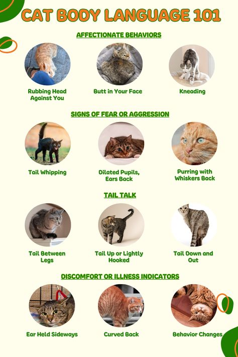 🤔 Did You Know? Your Cat’s Body Language Reveals Their True Feelings and Needs! Learn more about it in the link below 🐾🔗 Cat Asthma, Cat Body Language, Cat Remedies, Colorpoint Shorthair, Cat And Dog Memes, Burmilla, American Wirehair, Ocicat, Dog Remedies