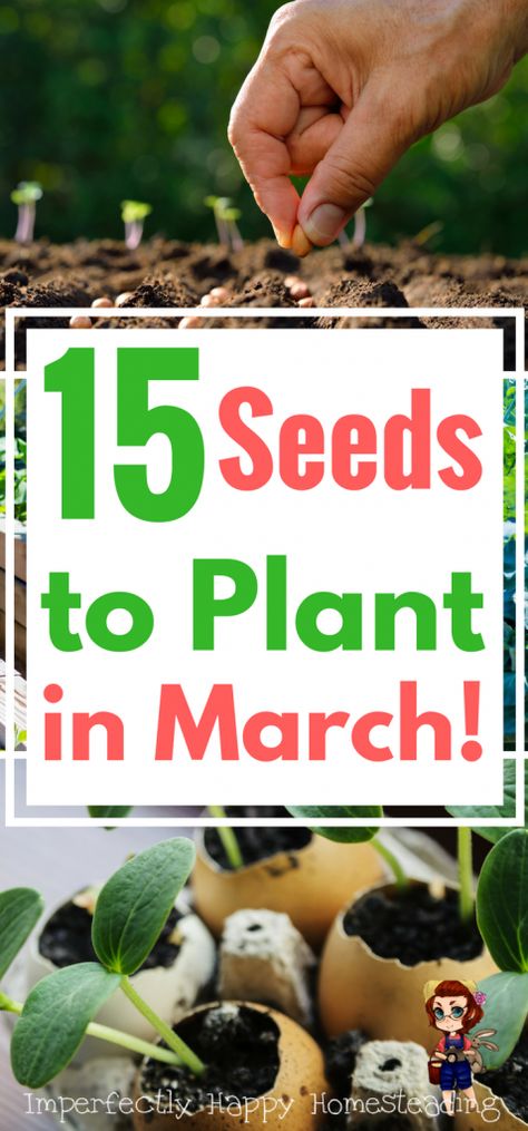 15 Seeds You Can Start In Your March Garden, Homestead and Backyard Farm Cottage Patio, Vertical Vegetable Gardens, Vegetable Garden Planner, Vegetable Garden Tips, Spring Gardening, Vertical Vegetable Garden, Garden Layout Vegetable, Starting A Vegetable Garden, Indoor Vegetable Gardening