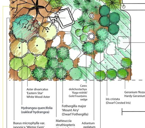 Pollinator Plants for Part-shade to Full-Shade Gardens Liriodendron Tulipifera, Asclepias Incarnata, Shade Garden Design, Tulip Tree, Shade Tolerant Plants, Shading Drawing, Swamp Milkweed, Hydrangea Quercifolia, Landscape Design Drawings