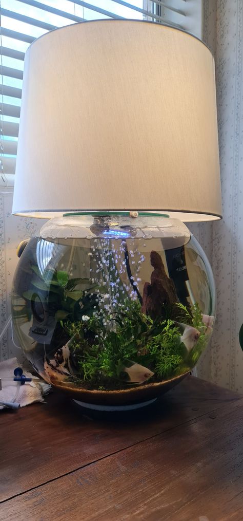 44cm Diameter Glass Bowl ~planted aquarium, home for 6 "blushing" angelfish Aquarium Bowl, Bowl Aquarium, Aquarium Aesthetic, Aquarium Home, Aquarium Lamp, Globe Decor, Vivarium, Angel Fish, Fish Bowl