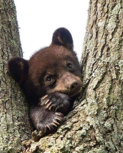 Photo Ours, Black Bear Cub, Bear Cub, Bear Pictures, Bear Art, Bear Cubs, Cute Animal Pictures, Animal Planet, Baby Bear