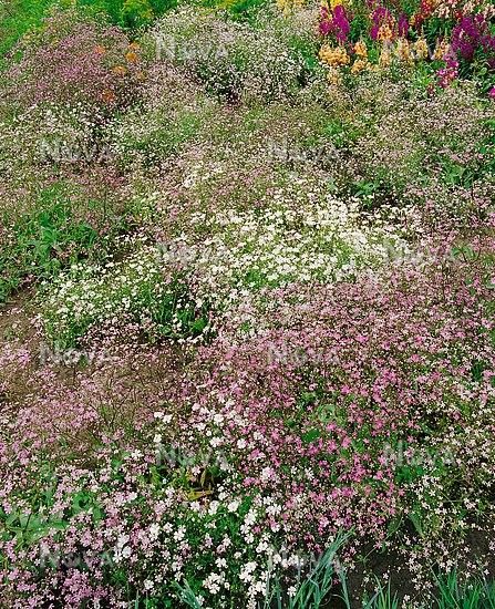 Gypsophila Elegans, Single Flowers, Baby S Breath, Baby's Breath, Single Flower, Planting Seeds, Pink And White, Perennials, Light Box