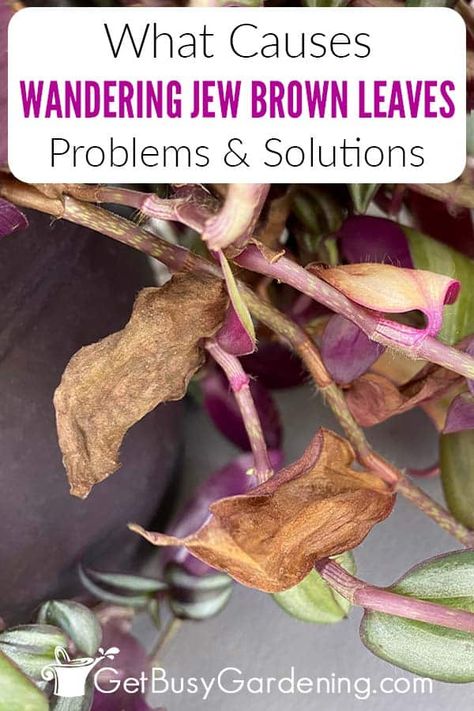 Purple Wandering Jew Plant, Wondering Jew Plant Care, Wandering Jew Plant Care Indoors, Wandering Jew Plant Care, Wondering Jew Plant, Wondering Jew, Family Hobbies, Planting Containers, Plant Leaves Turning Brown