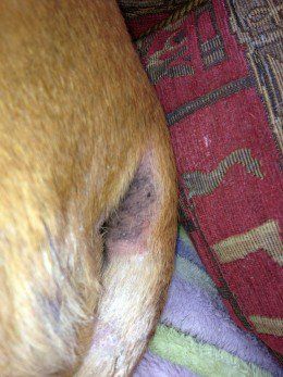 My dog's sore skin around her bottom. Dog Yeast Infection Skin Remedies, Stop Dog Itching, Yeast In Dogs, Itch Remedies, Itching Remedies, Dog Rash, Dog Itching Remedies, Dogs Treats, Dog Skin Care