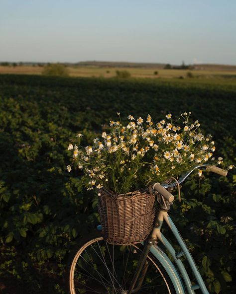 stinaninnas op Instagram: "Mornings here . ." Summer Aesthetic Photography, Spring Instagram Aesthetic, Simple Slow Living, Spring Homescreen, Spring Vibes Aesthetic, Farm Aesthetic, Spring Core, Pictures Of Beautiful Places, Rural Lifestyle