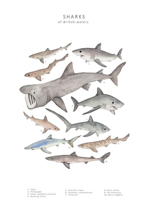 Ten shark paintings arranged in a circle in the centre of the print. Shark Printables, Shark Species, Shark Illustration, Sea Creatures Art, Species Of Sharks, Cute Shark, Watercolour Illustration, Ocean Decor, Illustration Wall Art