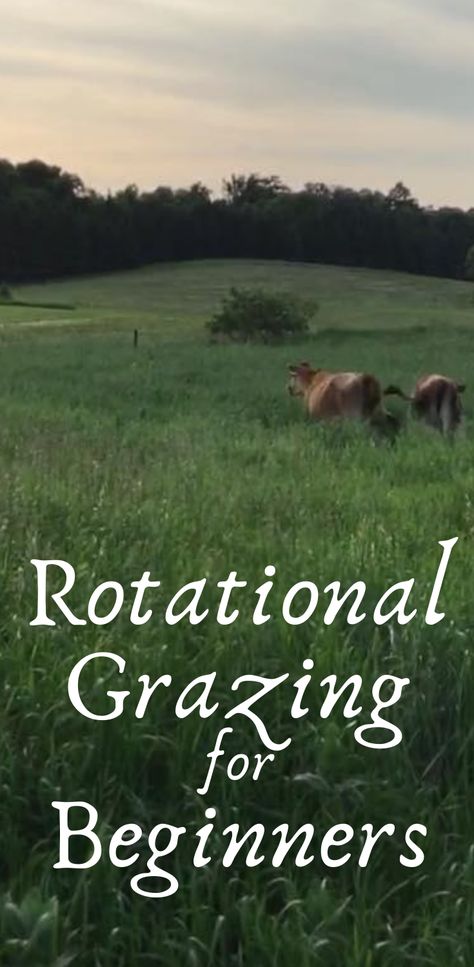 Cow Farming Ideas, Small Cow Pasture Ideas, Rotational Grazing Layout For Cattle, Pasture Management, Farm Pasture Layout, Pasture Layout, Farm Animal Layout, Goat Pasture Layout, Rotational Grazing Layout