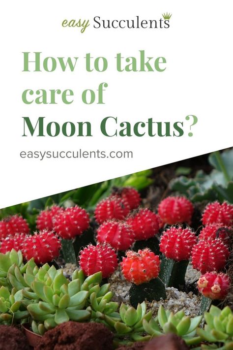 How To Take Care Of Moon Cactus? - How To Take Care Of Moon Cactus, How To Care For Moon Cactus, Moon Cactus Care - Have beautiful growing succulents with the best info on how to propagate succulent, indoor succulents, outdoor succulents, fertilizing succulents, watering succulents, etc.. Everything on Succulent Care Succulents Outdoor, Watering Succulents, Outdoor Succulents, Succulent Care Tips, Moon Cactus, How To Water Succulents, Cactus Water, Indoor Succulents, Cactus Care