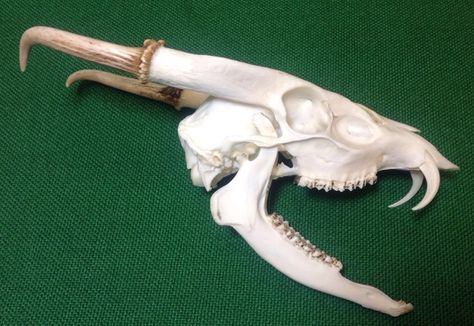 Muntjac deer skull... dragon deer. Muntjac Deer, Antelope Skull, Skull Dragon, Skull Crafts, Animal Skeletons, Vulture Culture, Animal Skull, Skulls Drawing, Deer Skull