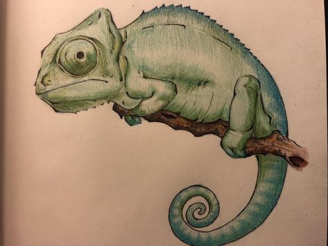 Drawings Of Reptiles, Drawing Of Chameleon, Chameleon Drawing Realistic, Camelions Drawing, Chameleon Drawing Easy, Drawing Chameleon, Chameleon Sketch, Chameleon Illustration, Chameleon Drawing