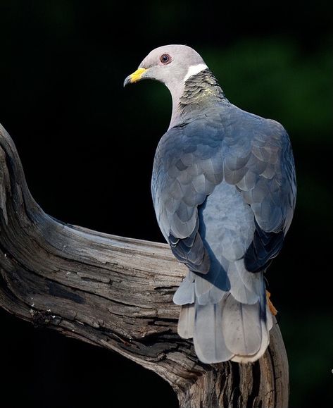 Band-tailed Pigeon Pigeon Toed, Bronzewing Pigeon, Band Tailed Pigeon, Victorian Crowned Pigeon, Pigeon As Pets, Dove Pigeon, Pigeon, Parrot, Band