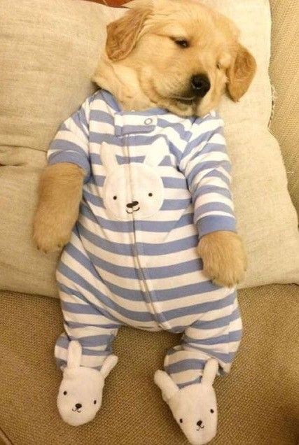 Puppies In Pajamas, Bulldog Francese, Cute Little Puppies, Golden Retriever Puppy, Retriever Puppy, Sweet Dogs, Cute Dogs And Puppies, Retriever Dog