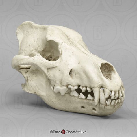 Dire Wolf Skull Antique Finish Dire Wolves, Gray Wolves, Wolf Skull, Dragon Puppet, Dire Wolf, Grey Wolf, Scientific Illustration, Animal Skulls, Zoology