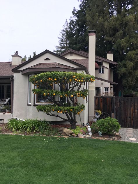 Espalier orange. Peach or cherry would look good this way, too. Espalier Citrus Trees, Orange Tree Landscaping, Espalier Peach Trees, Peach Espalier, Espalier Trees, Fruit Trees Backyard, Espalier Fruit Trees, Fruit Tree Garden, Mediterranean Garden Design