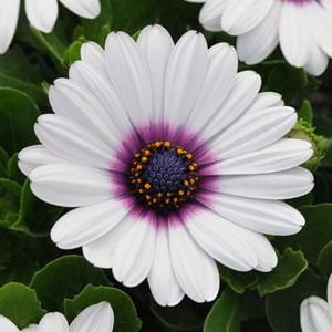 White Purple Eye Osteospermum Trailing Petunias, African Daisy, Spring Into Summer, Purple Daisy, Home Garden Plants, How To Attract Hummingbirds, Wildflower Seeds, Fall Plants, Purple Eyes