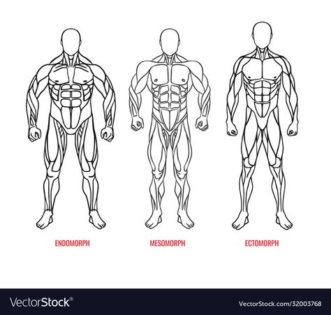 Men Body Types, Outline Silhouettes, Front View, Male Body, Body Types, Png Images, Vector Images, Vector Free, Vector Illustration