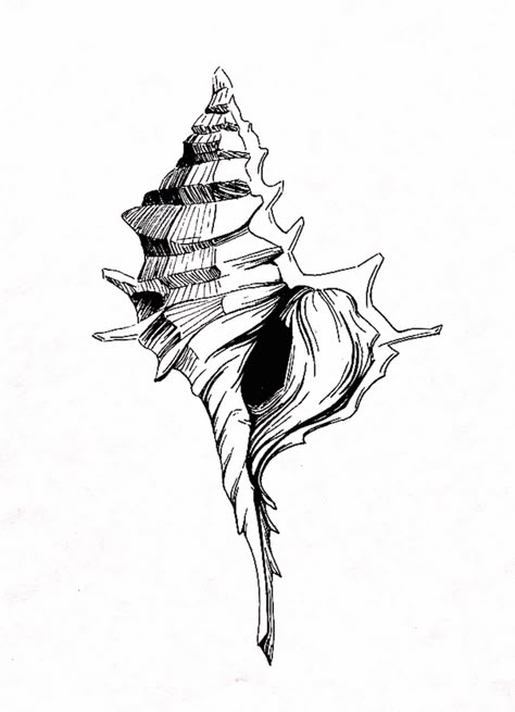 Shell Drawings, Shell Sketch, Shell Drawing, Seashell Tattoos, Small Dragon Tattoos, Vertical Art, Ocean Tattoos, Shell Print, Trash Art