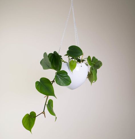 Heart shaped plants for your Valentine - Sweetheart Plant, Hanging House Plants, Philodendron Scandens, Hanging House, Heart Shaped Leaves, Heart Leaf Philodendron, Hanging Plant Holder, Best Indoor Plants, Trailing Plants