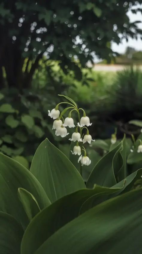 A photo of a Lily of the Valley flower with its white petals and green leaves. The flower is in full bloom and is hanging down. The background is a shaded garden with lush greenery. The overall image has a soft focus. Flowers Of The Valley, Valley Of Lilies, Lilly Of The Valleys, Lily If The Valley, Lily Of The Valley Aesthetic, Florals Aesthetic, Lily Aesthetic, Flower Studies, Lily Valley