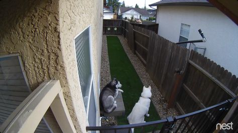 Repurposed side yard as dog run Narrow Dog Run Side Yards, Dog Run Ideas Side Yard, Dog Side Yard Ideas, Side Yard Dog Run Ideas, Dog Side Yard, Diy Dog Run Cheap, Diy Dog Run Side Yard, Dog Backyard Area, Dog Run Ideas Backyard Side Yard