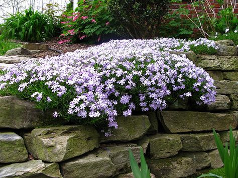 Garden Rock Wall, Flagstone Wall, Phlox Garden, Creeping Phlox, Rock Wall, Garden Yard Ideas, Ideas Garden, Landscaping With Rocks, Ground Cover