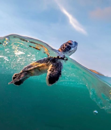 Turtle Pictures, Sea Turtle Pictures, Turtle Wallpaper, Baby Sea Turtles, Baby Sea Turtle, Beautiful Sea Creatures, Cute Turtles, Baby Turtles, Cute Animals Images