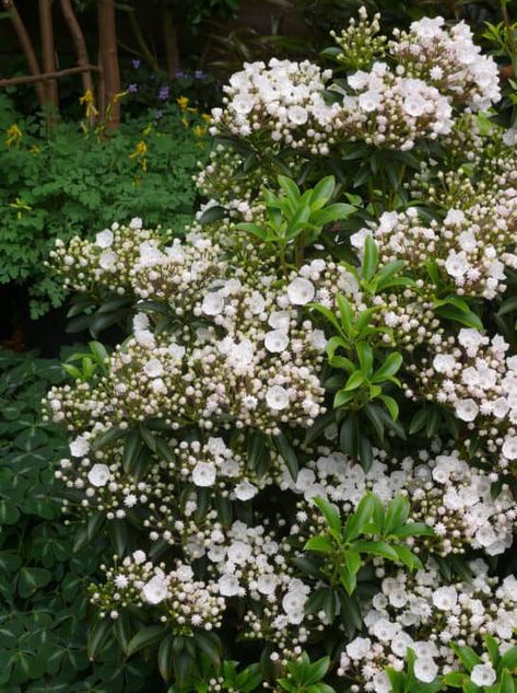 The post 8 Plants That Look Like Rhododendron appeared first on ProGardenTips. Overlooked Garden, Bush With White Flowers, Rhododendron Plant, Native Plant Landscape, Kalmia Latifolia, New England Garden, Shade Garden Design, Orchard Garden, Shade Shrubs