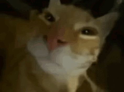 Cat Goofy Cat GIF - Cat Goofy cat Silly cat - Discover & Share GIFs Goofy Ahh Gif, Goofy Gif, Silly Cat Gif, Cat Goofy, Funny Cat Gif, Discord Nitro Gif, Silly Gifs, Happy Cat Gif, Goofy Cat