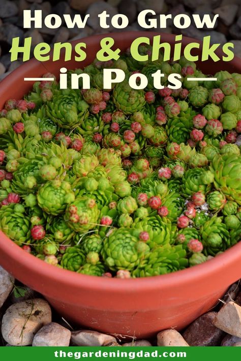 Succulent Container Gardens, Water Succulents, Suculent Plants, Frugal Gardening, Garden Succulents, Succulent Garden Indoor, Cactus Care, Succulent Garden Design, Succulent Landscaping